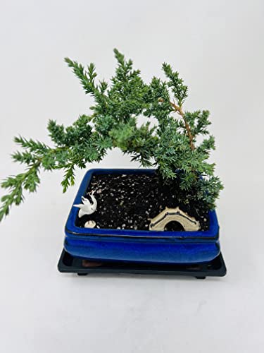 Juniper Bonsai Tree Peaceful Environment Ceramic Vase +Figurines and Tray