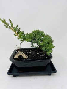 juniper bonsai tree with indented corners vase includes figurines and tray