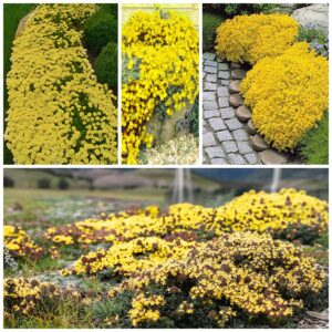 2000+ yellow creeping thyme seeds for planting thymus serpyllum - heirloom ground cover plants easy to plant and grow - open pollinated