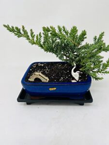 juniper bonsai tree in earth blue rectangular ceramic vase+ figurines and tray
