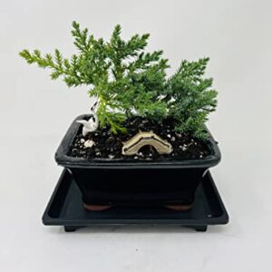 Juniper Bonsai Tree Small Ceramic Vase Includes Figurines and Tray