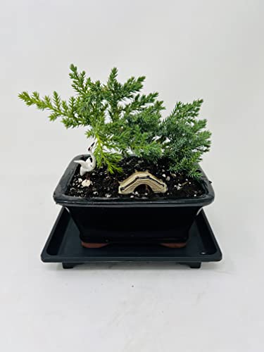 Juniper Bonsai Tree Small Ceramic Vase Includes Figurines and Tray