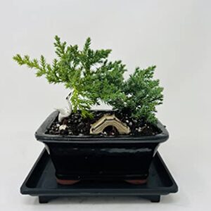 Juniper Bonsai Tree Small Ceramic Vase Includes Figurines and Tray