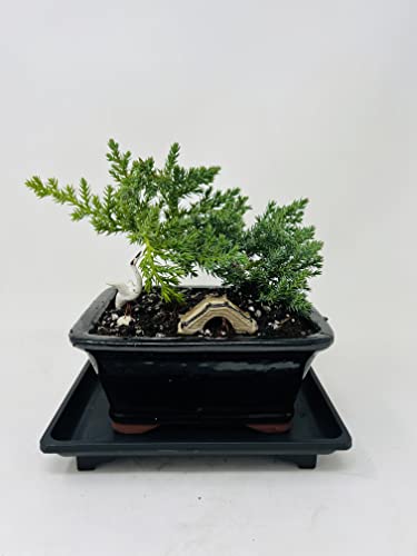 Juniper Bonsai Tree Small Ceramic Vase Includes Figurines and Tray