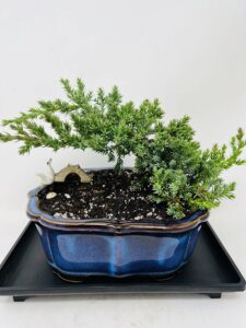 juniper bonsai tree with arrowhead blue glazed 7.5" ceramic pot/live plant