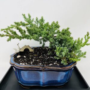 Juniper Bonsai Tree with Arrowhead Blue Glazed 7.5" Ceramic Pot/Live Plant