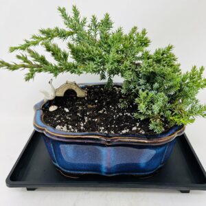 Juniper Bonsai Tree with Arrowhead Blue Glazed 7.5" Ceramic Pot/Live Plant