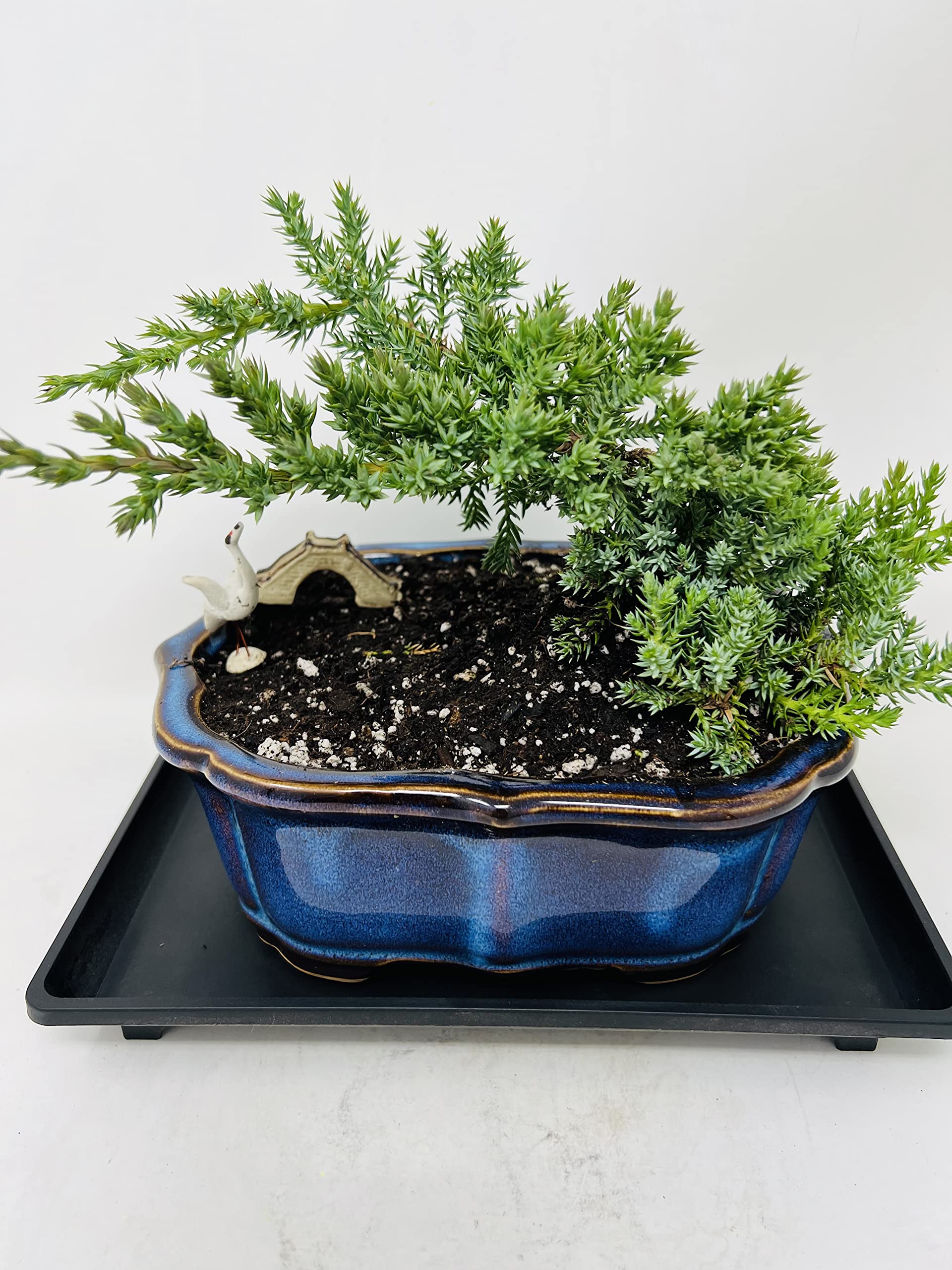 Juniper Bonsai Tree with Arrowhead Blue Glazed 7.5" Ceramic Pot/Live Plant
