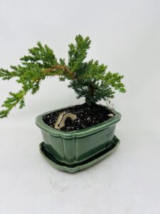 juniper bonsai tree in green ceramic tray planter/live plant/peaceful airplants