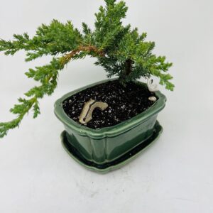 Juniper Bonsai Tree in Green Ceramic Tray Planter/Live Plant/Peaceful Airplants