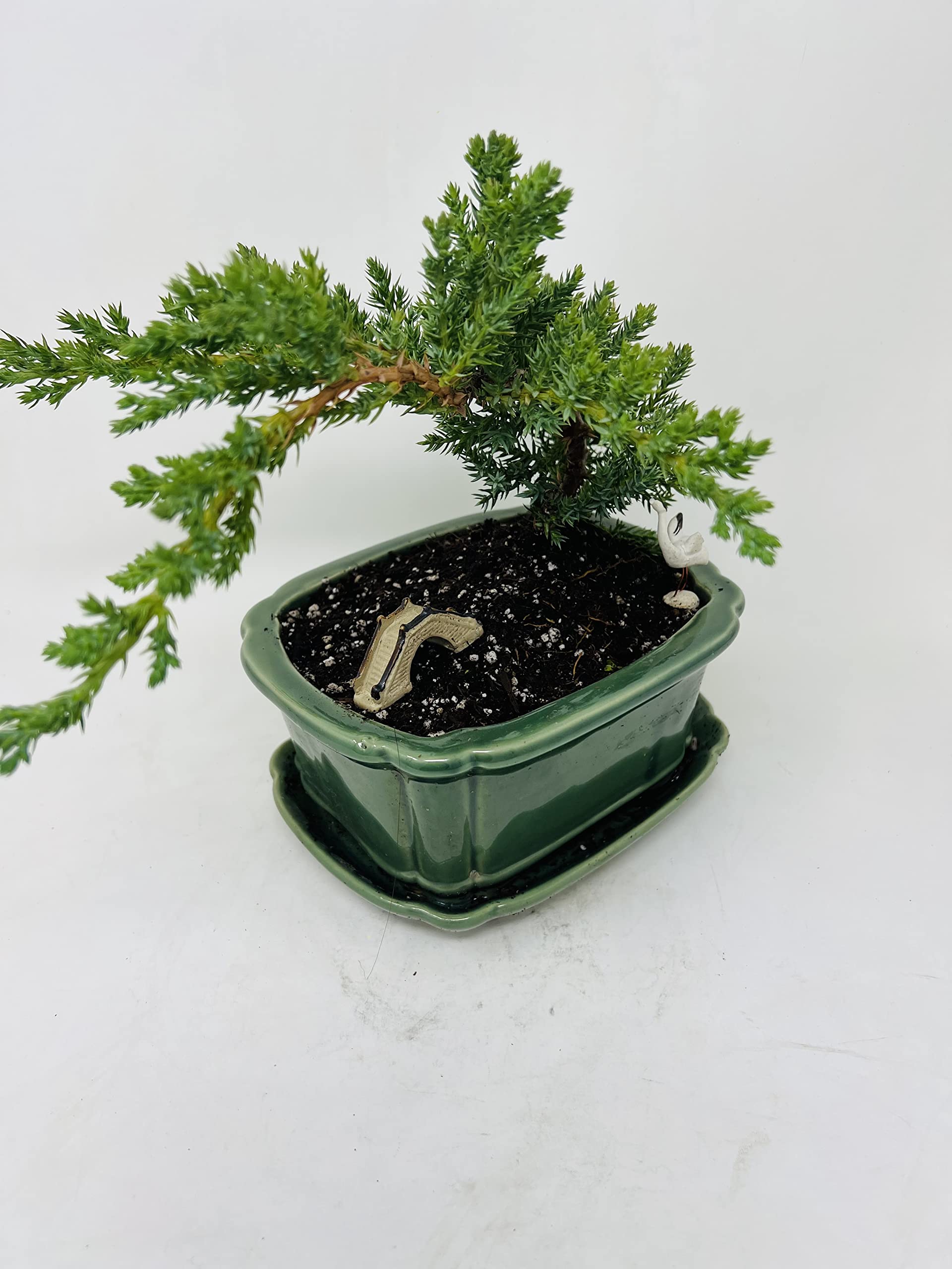 Juniper Bonsai Tree in Green Ceramic Tray Planter/Live Plant/Peaceful Airplants