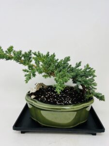juniper bonsai tree with elegant green glazed 7.5" ceramic pot