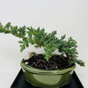 Juniper Bonsai Tree with Elegant Green Glazed 7.5" Ceramic Pot