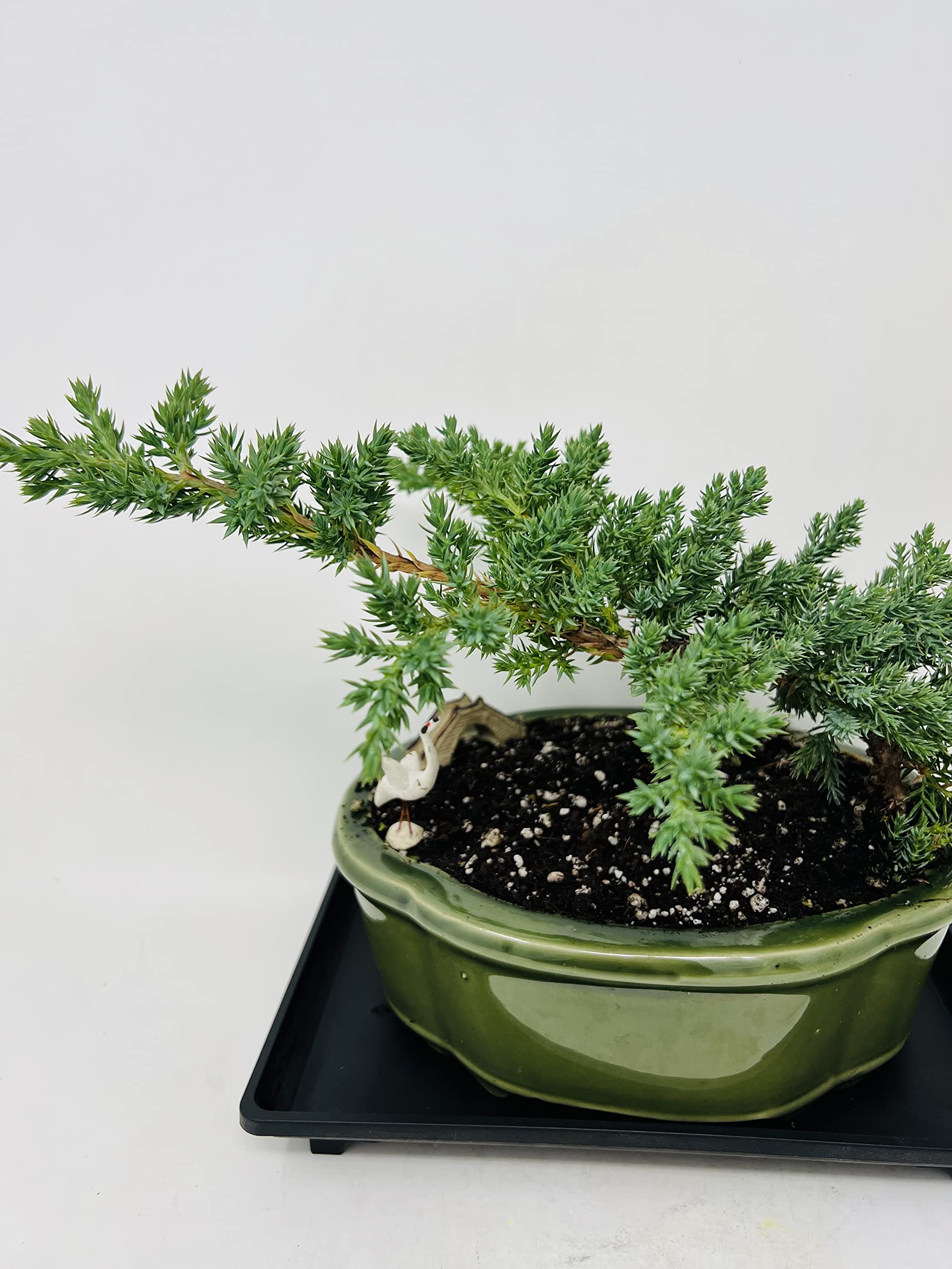 Juniper Bonsai Tree with Elegant Green Glazed 7.5" Ceramic Pot