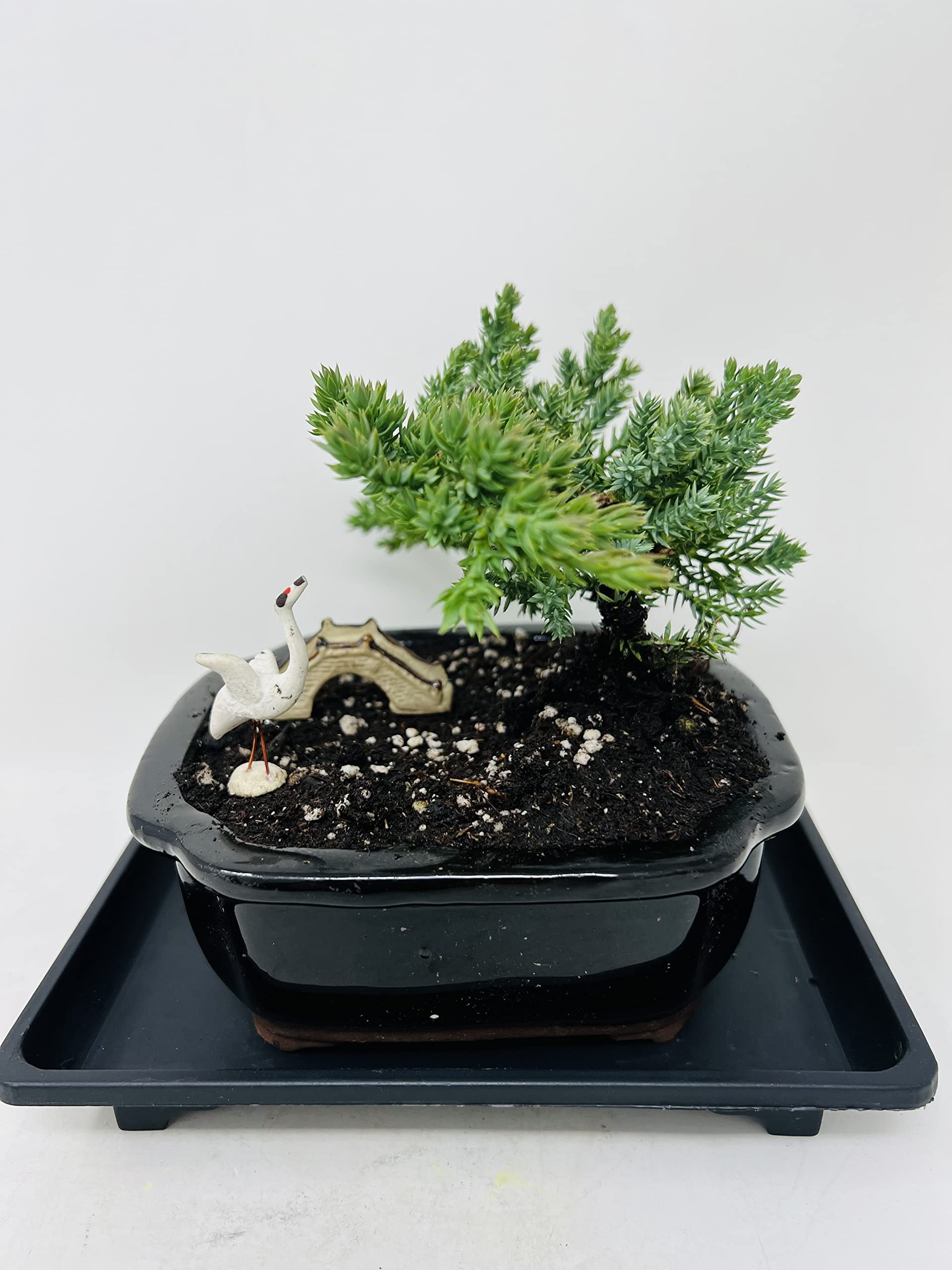 Juniper Bonsai Tree Black Indented Corners 5" Ceramic Vase