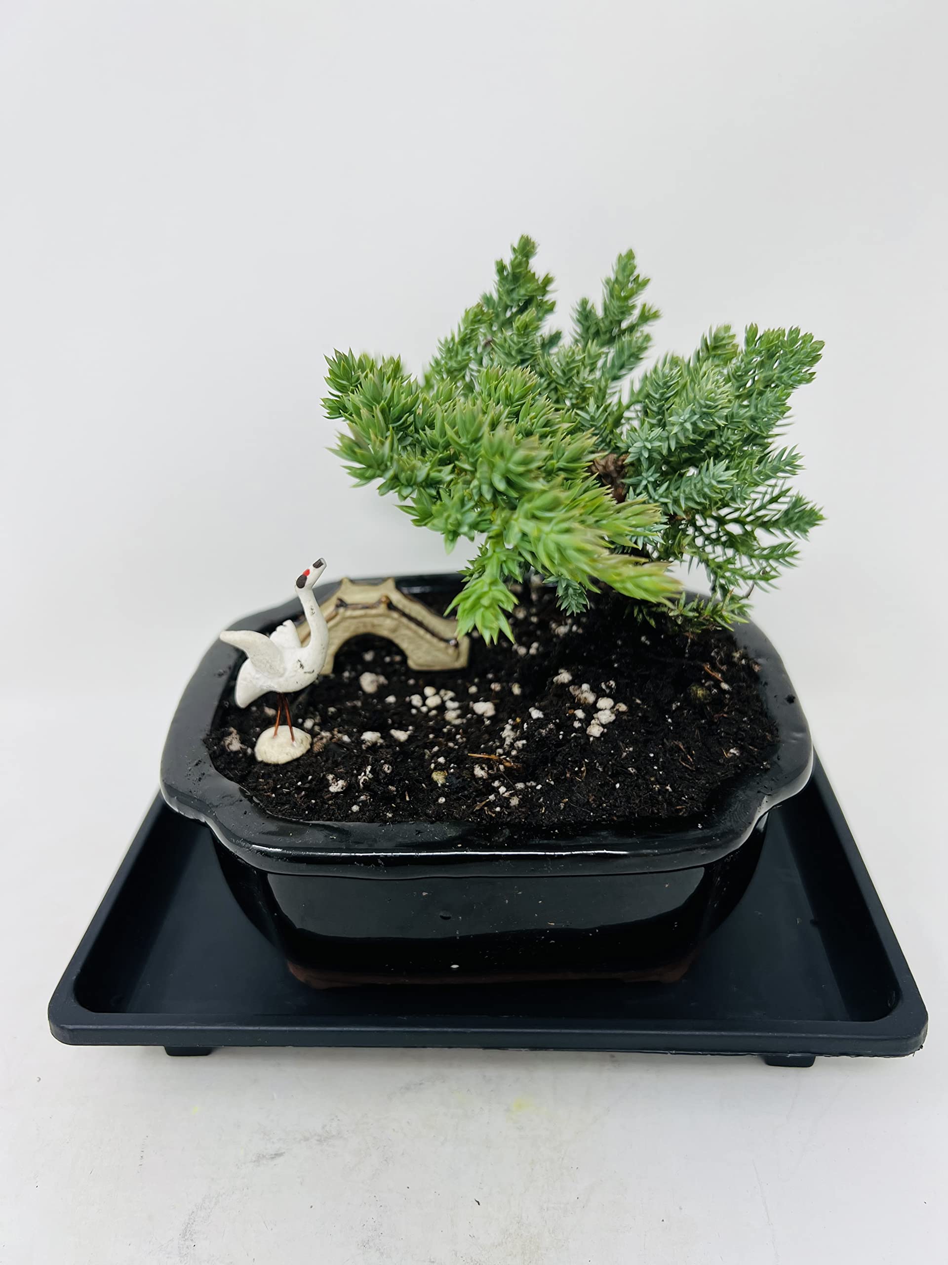 Juniper Bonsai Tree Black Indented Corners 5" Ceramic Vase