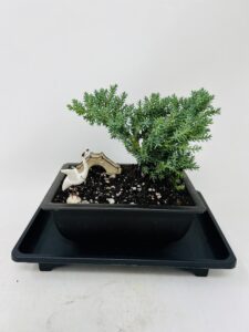 juniper bonsai tree tranquility environment planter