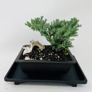 Juniper Bonsai Tree Tranquility Environment Planter