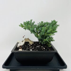 Juniper Bonsai Tree Tranquility Environment Planter