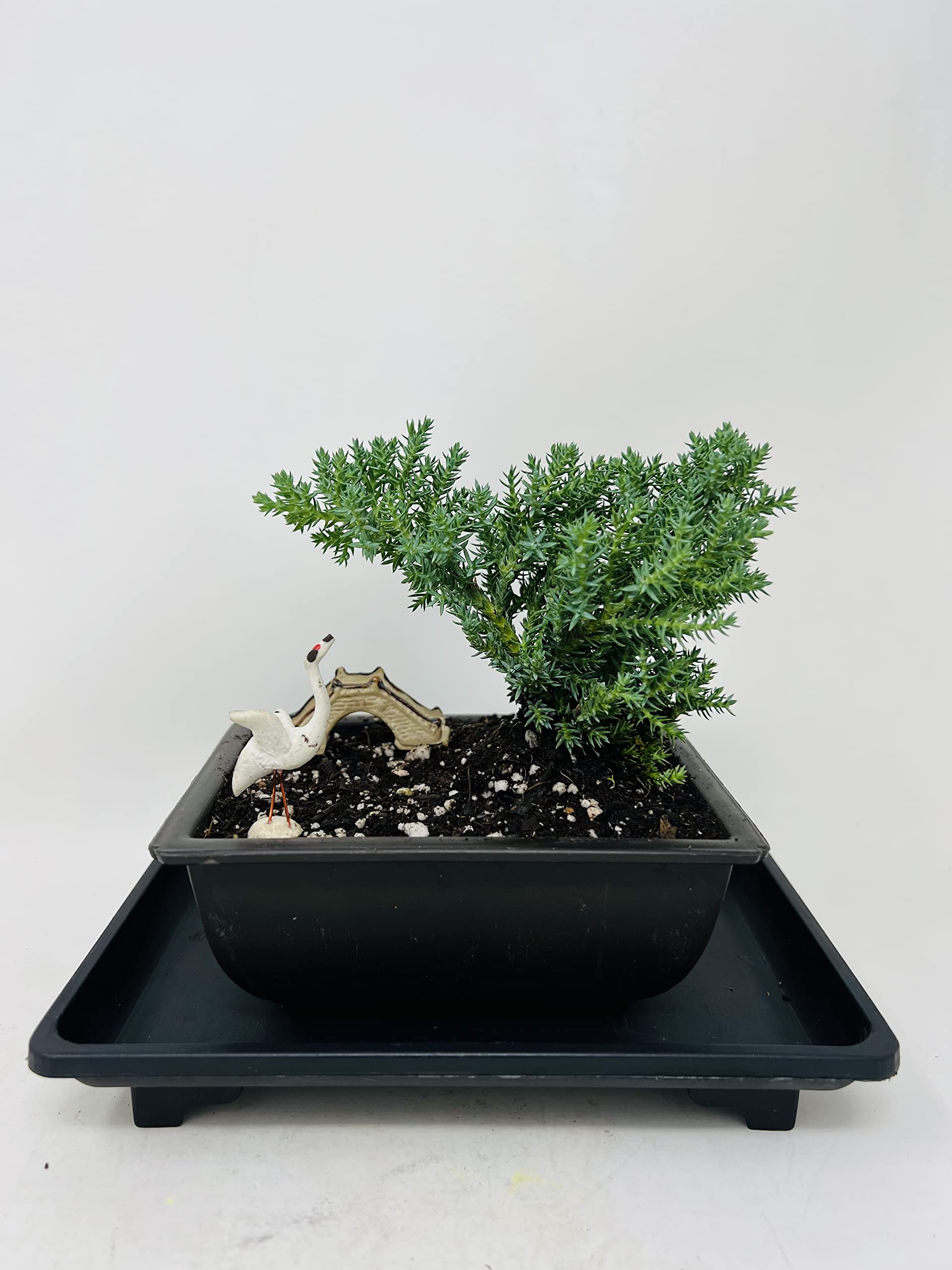 Juniper Bonsai Tree Tranquility Environment Planter