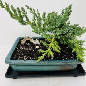 Juniper Bonsai Tree with Green Through 8" Rectangle Ceramic Vase