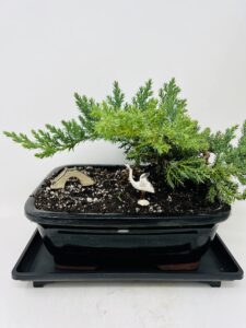 juniper bonsai tree with black through 8" rectangle ceramic vase