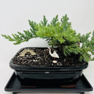 Juniper Bonsai Tree with Black Through 8" Rectangle Ceramic Vase