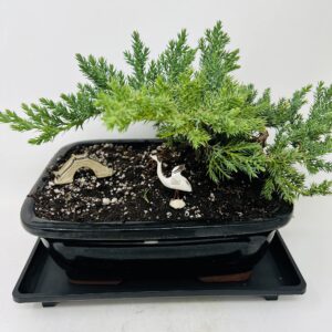 Juniper Bonsai Tree with Black Through 8" Rectangle Ceramic Vase