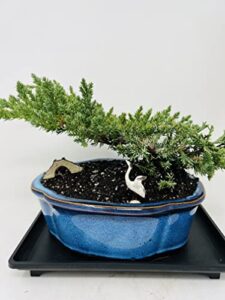 juniper bonsai tree with blue oval scallops glazed ceramic vase