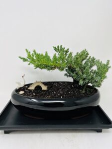 juniper bonsai tree with modern black oval ceramic planter