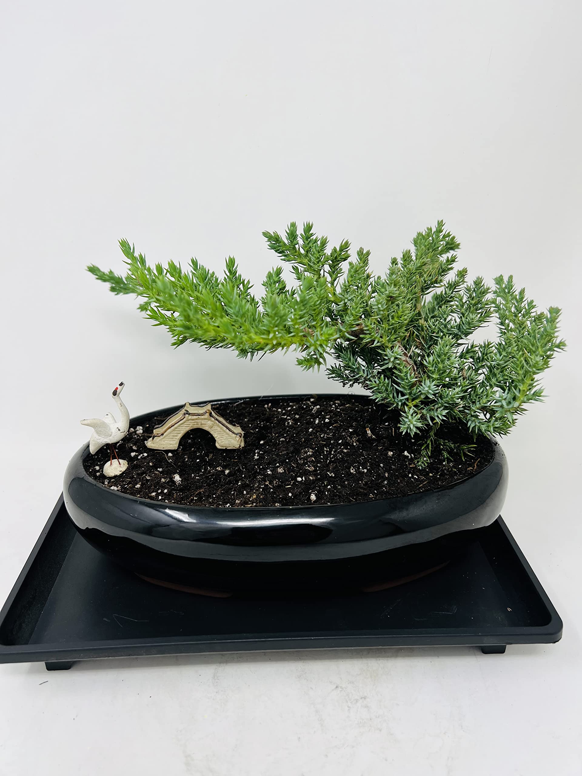 Juniper Bonsai Tree with Modern Black Oval Ceramic Planter