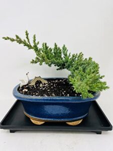 juniper bonsai tree with classic blue oval ceramic vase