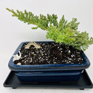 Juniper Bonsai Tree with Blue Through 8" Rectangle Ceramic Vase