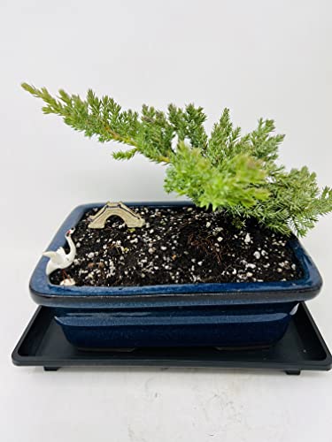 Juniper Bonsai Tree with Blue Through 8" Rectangle Ceramic Vase