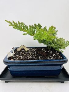 juniper bonsai tree with blue through 8" rectangle ceramic vase