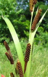pinecone cattail seeds for planting (50 seeds) - carex shortiana - shorts sedge aquatic plant