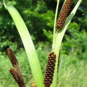 Pinecone Cattail Seeds for Planting (50 Seeds) - Carex shortiana - Shorts Sedge Aquatic Plant