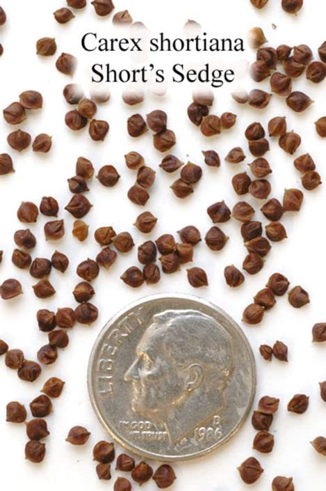 Pinecone Cattail Seeds for Planting (50 Seeds) - Carex shortiana - Shorts Sedge Aquatic Plant