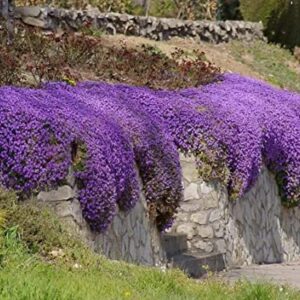 KVITER Solution Creeping Thyme 6000+ Seeds-Walk on Me,Thymus Serpyllum Herb Flower Hardy Ground Cover Seeds, Elfin Thyme Perennial Fragrant Flowers Planting