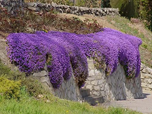 KVITER Solution Creeping Thyme 6000+ Seeds-Walk on Me,Thymus Serpyllum Herb Flower Hardy Ground Cover Seeds, Elfin Thyme Perennial Fragrant Flowers Planting