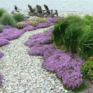 KVITER Solution Creeping Thyme 6000+ Seeds-Walk on Me,Thymus Serpyllum Herb Flower Hardy Ground Cover Seeds, Elfin Thyme Perennial Fragrant Flowers Planting