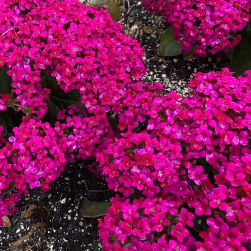 KVITER Solution Creeping Thyme 6000+ Seeds-Walk on Me,Thymus Serpyllum Herb Flower Hardy Ground Cover Seeds, Elfin Thyme Perennial Fragrant Flowers Planting