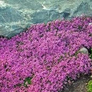 KVITER Solution Creeping Thyme 6000+ Seeds-Walk on Me,Thymus Serpyllum Herb Flower Hardy Ground Cover Seeds, Elfin Thyme Perennial Fragrant Flowers Planting