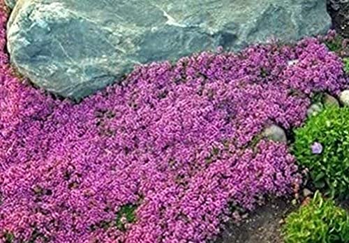 KVITER Solution Creeping Thyme 6000+ Seeds-Walk on Me,Thymus Serpyllum Herb Flower Hardy Ground Cover Seeds, Elfin Thyme Perennial Fragrant Flowers Planting