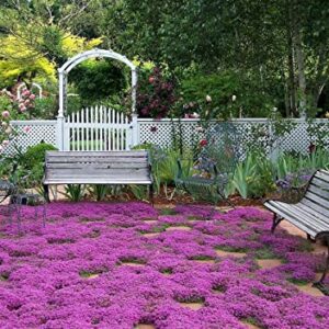 KVITER Solution Creeping Thyme 6000+ Seeds-Walk on Me,Thymus Serpyllum Herb Flower Hardy Ground Cover Seeds, Elfin Thyme Perennial Fragrant Flowers Planting