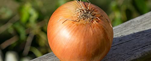 Gaea's Blessing Seeds - Onion Seeds - Non-GMO Heirloom Seeds with Easy to Follow Instructions (Walla Walla Sweet Onion) 93% Germination Rate