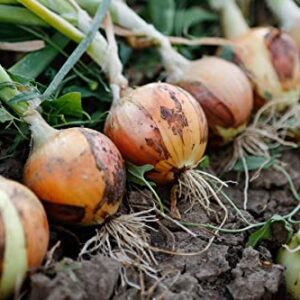 Gaea's Blessing Seeds - Onion Seeds - Non-GMO Heirloom Seeds with Easy to Follow Instructions (Walla Walla Sweet Onion) 93% Germination Rate