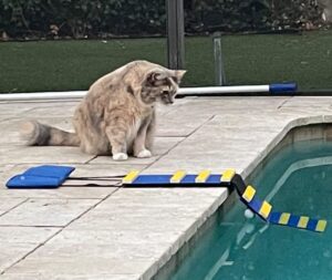 khts6310 ® cat pool safety escape ramp-original made in usa