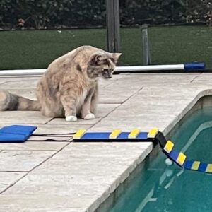 KHTS6310 ® Cat Pool Safety Escape Ramp-Original Made in USA