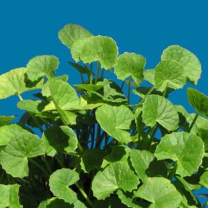 400 Centella Asiatica Seeds for Planting - Gotu Kola Leaf Centella Asiatica Indian Pennywort Centella Asiatica Rau Ma Herbal Seeds